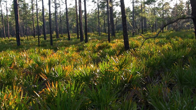 Grass and tress in the Florida Everglades.