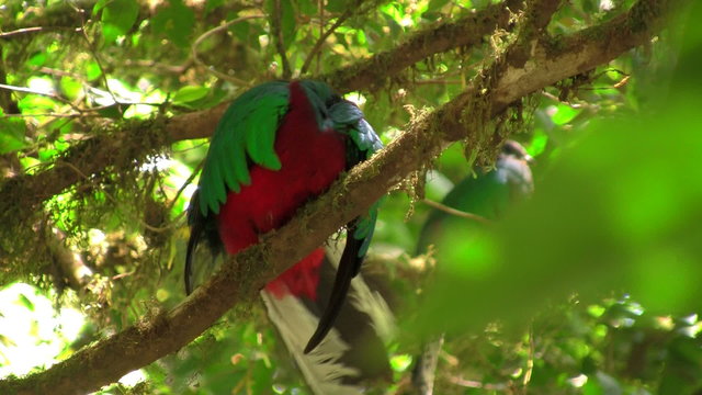 A quetzal parrot at his nest in Costa Rica rainforest.