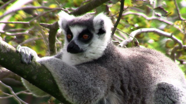 A ringtail lemur rests on a branch.