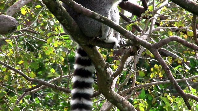 A ringtail lemur rests on a branch.