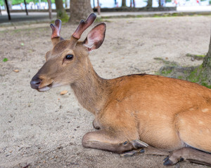 Deer on the island of Miyajima in Japan