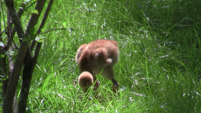 A sandhill crane chick walks in the grass.