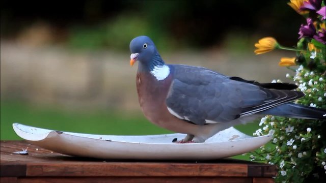 Pigeon pecking grain feed, closeup, garden, flower

