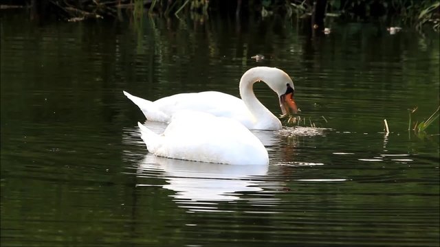 Two swans in lake, searching for fodder at shore
