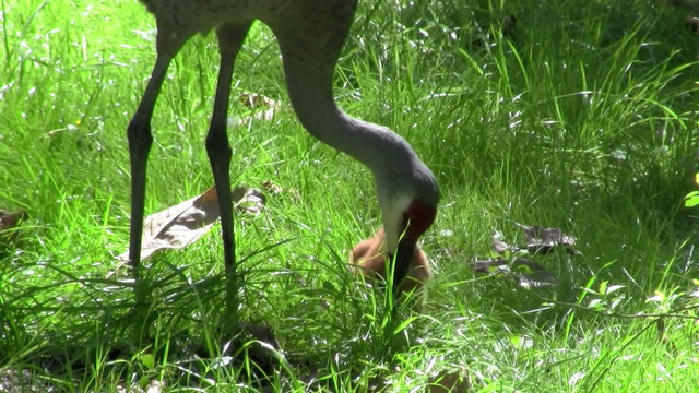 A sandhill crane chick walks in the grass as its mother looks on.