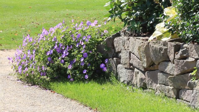 garden design, purple flower Geranium Hybride (Rozanne), stones 
