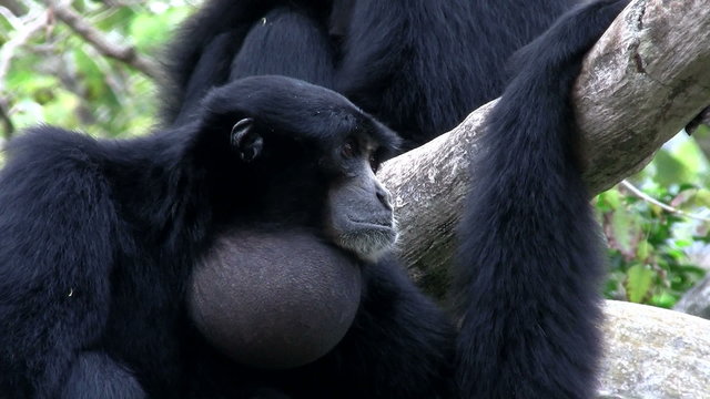 A siamang gibbon from Indonesia hangs in a tree and inflates his chin.