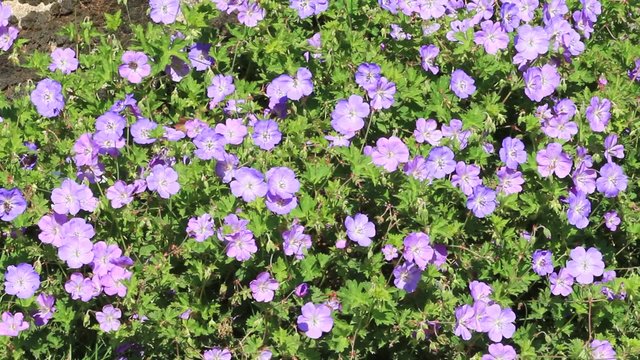 purple flower Geranium Hybride (Rozanne)
