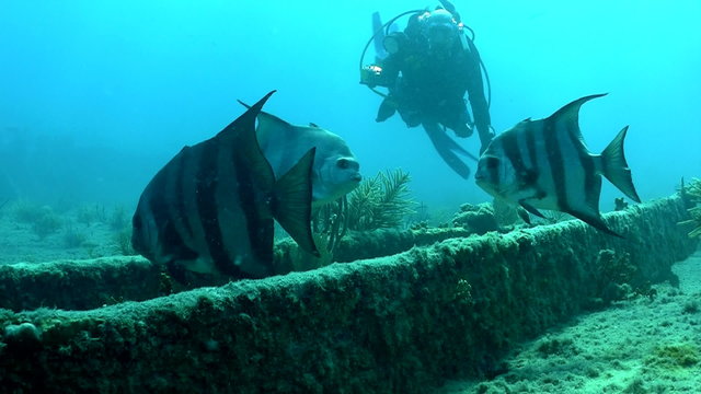 Fish and divers swim around a shipwreck.