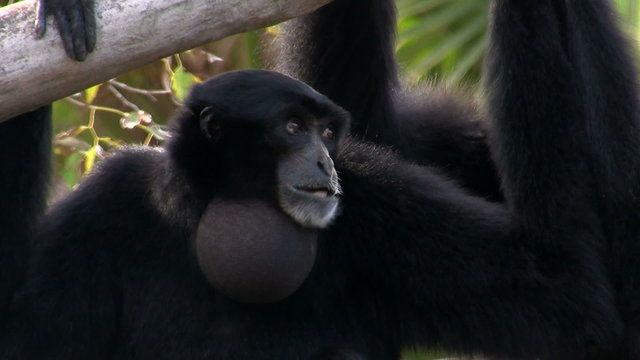 A siamang gibbon from Indonesia hangs in a tree and inflates his chin.