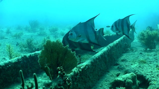 Fish and divers swim around a shipwreck.