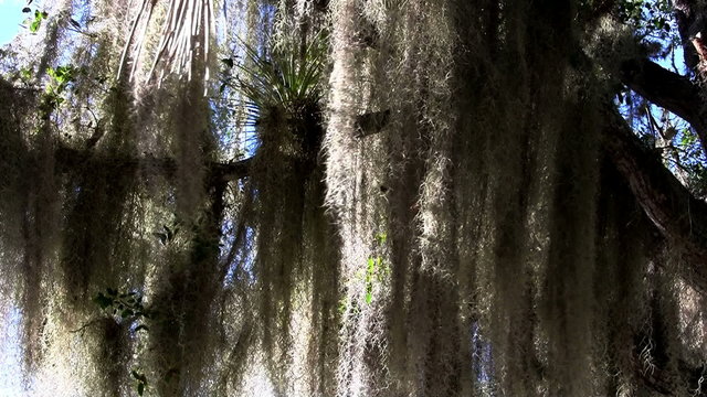 Sunlight shines through Spanish moss hanging from trees in the Southern USA.