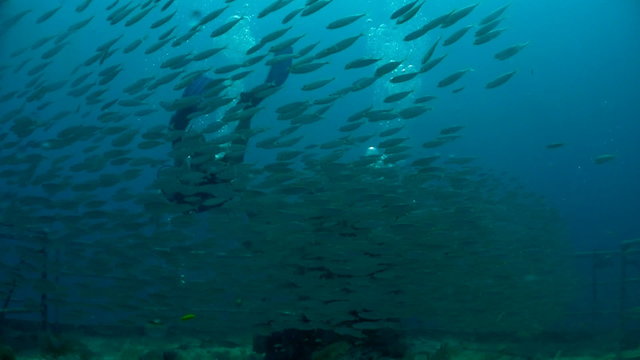 Millions of fish swimming around a diver from below.