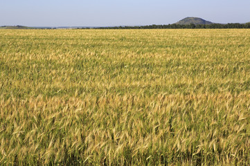 Beautiful summer wheat field.