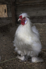 Chinese silk chicken farm.