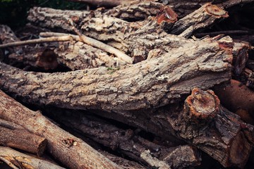 Fototapeta na wymiar Brown forest hardwood firewood in order to have beautiful wood.