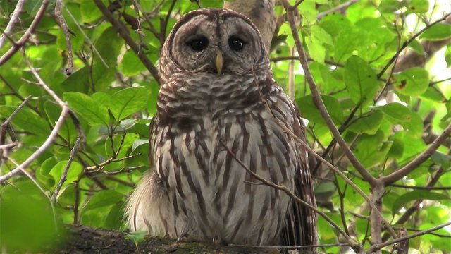A barred owl calls out from a tree.