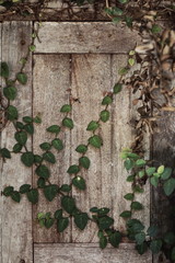 Pane wood pergola that is beautiful.