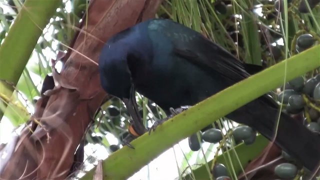 A grackle bird feeds on a palm fruit tree.
