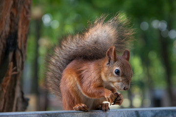 Naklejka na ściany i meble Red Squirrel Eating a Walnut. Close Up.