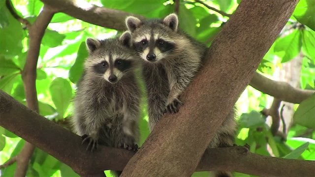 Two raccoons adopt a cute pose in a tree.