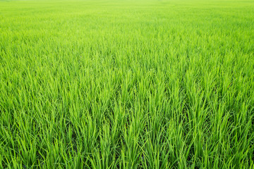 paddy rice in rice field