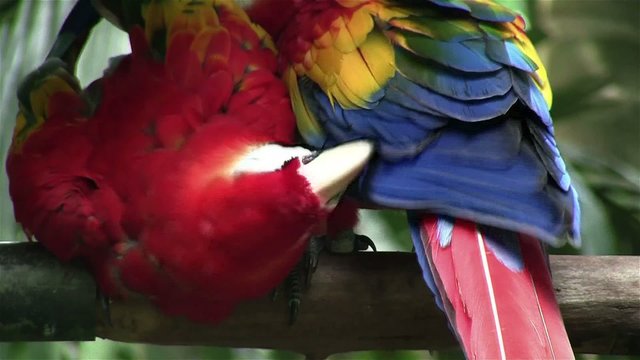A scarlet macaw parrot preens himself.