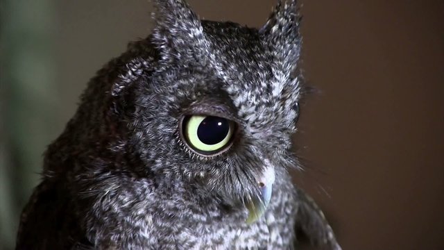 A screech owl looks with giant eyes.