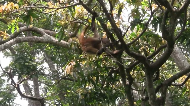 Spider monkeys play in a tree.