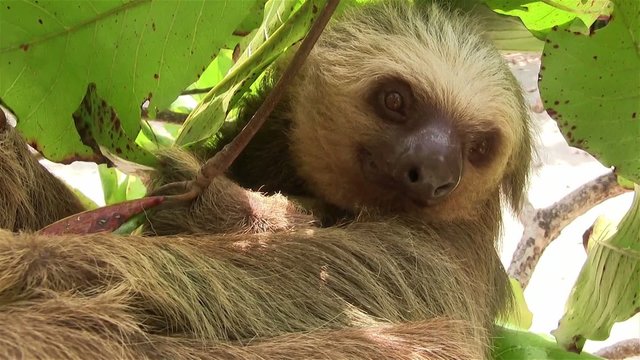 A two toed sloth hangs in a tree.