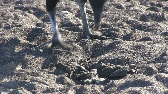 Baby sea turtles are eaten by vulture birds on a beach.