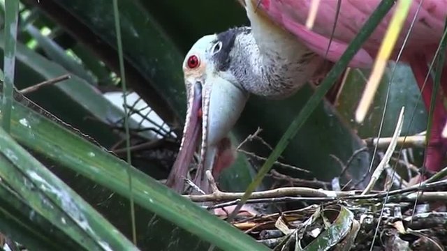 A roseate spoonbill tends to chicks in a nest