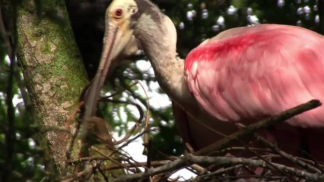A pair of roseate spoonbills build a nest