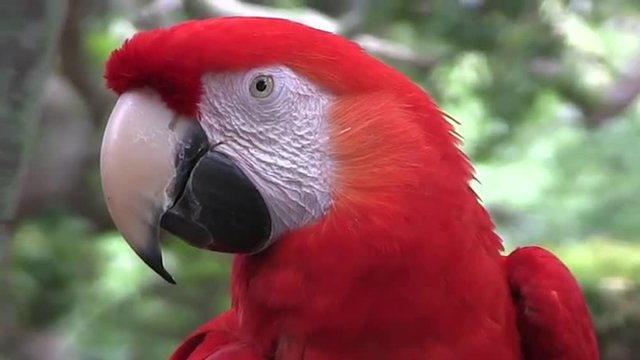 A macaw in a rainforest