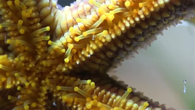 Close Up Of The Underside Of A Sea Star Crawling