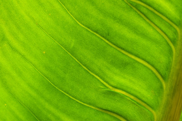 leaf abstract style