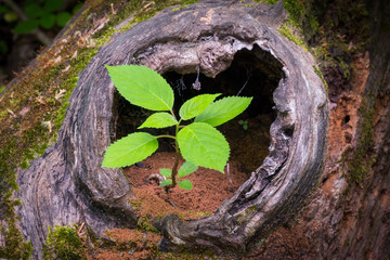 New Life from Old