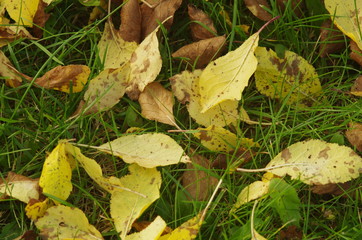 Yellow leaves plum tree on the green grass