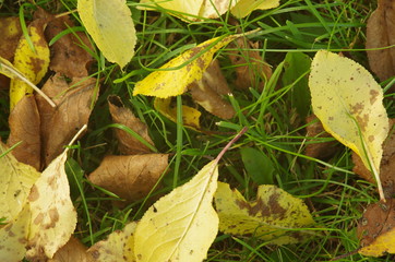 Yellow leaves plum tree on the green grass