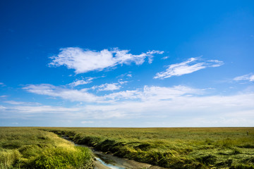Fototapeta premium Salzwiesen an der Nordsee
