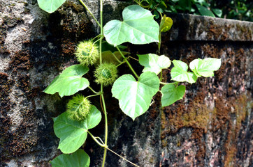 Wild creeper with thorny fruit and gel like pulp