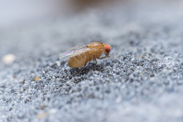 Flies cause diseases. Flies fruit.