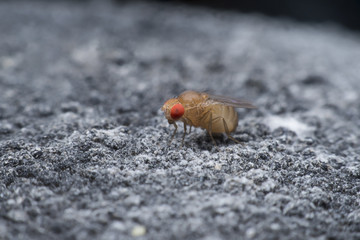 Flies cause diseases. Flies fruit.