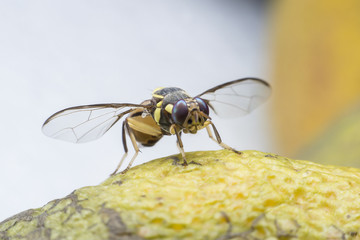 Flies cause diseases. Flies fruit.