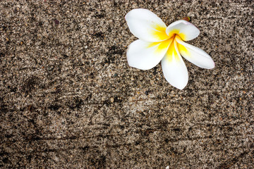Frangipani flower