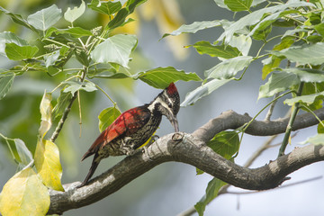 Black-rumped flameback in Ella, Sri Lanka