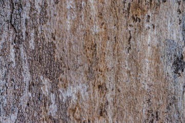 Obraz premium wood texture