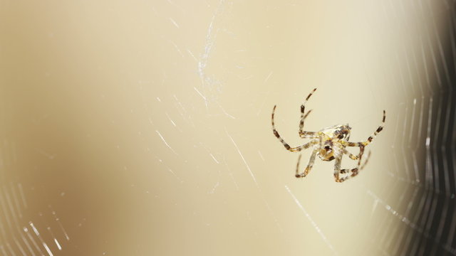 4K Spider building its web, shot on Red Epic Dragon