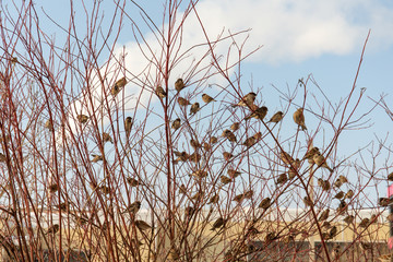 large flock of sparrows