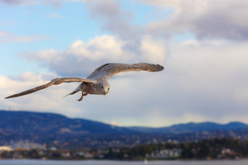 seagull flying over the bay